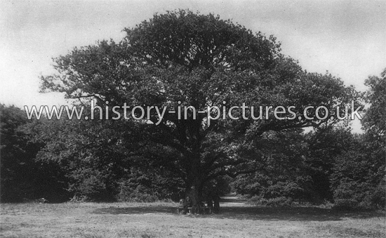 Grimston's Oak, Epping Forest, Essex. 1930's